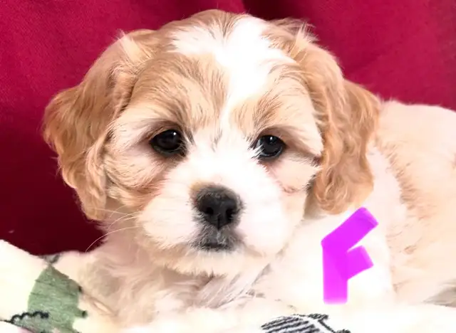 Magnifiques Cavachons (cavalier King Charles x bichon frisé)