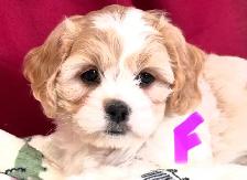 Magnifiques Cavachons (cavalier King Charles x bichon frisé)