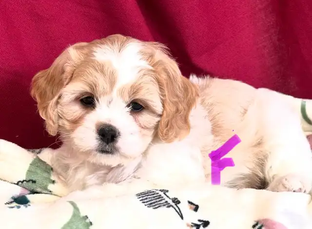 Magnifiques Cavachons (cavalier King Charles x bichon frisé) - Photo 2