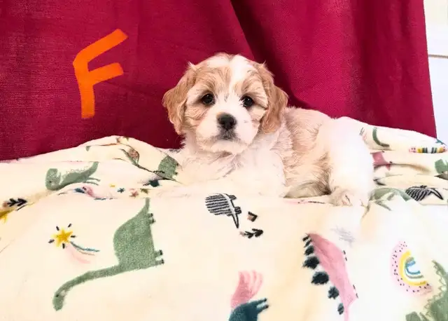 Magnifiques Cavachons (cavalier King Charles x bichon frisé) - Photo 3