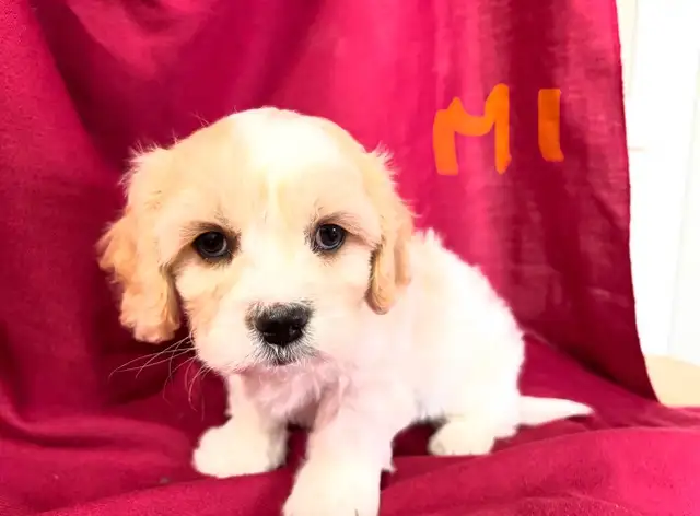 Magnifiques Cavachons (cavalier King Charles x bichon frisé) - Photo 4