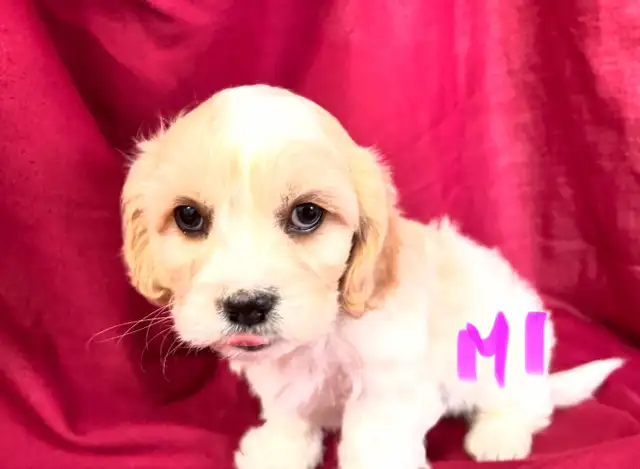 Magnifiques Cavachons (cavalier King Charles x bichon frisé) - Photo 5