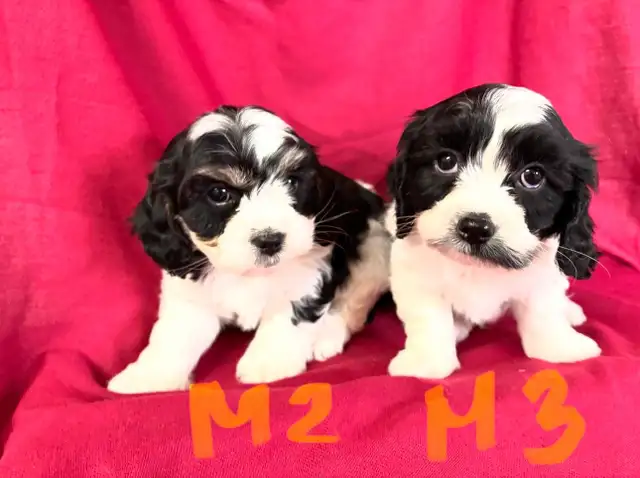 Magnifiques Cavachons (cavalier King Charles x bichon frisé) - Photo 6