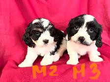 Magnifiques Cavachons (cavalier King Charles x bichon frisé) - Photo 6