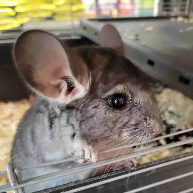 baby chinchillas