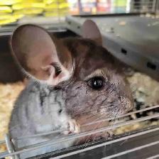 baby chinchillas