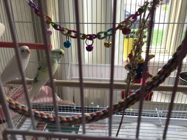 Beautiful budgies, rare color!
