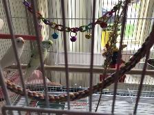 Beautiful budgies, rare color!
