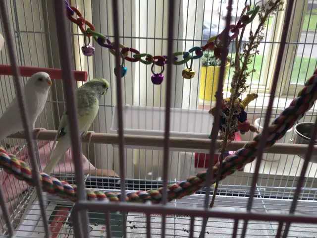Beautiful budgies, rare color! - Photo 2