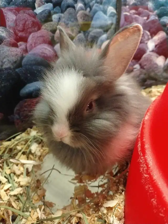 baby lionhead rabbits