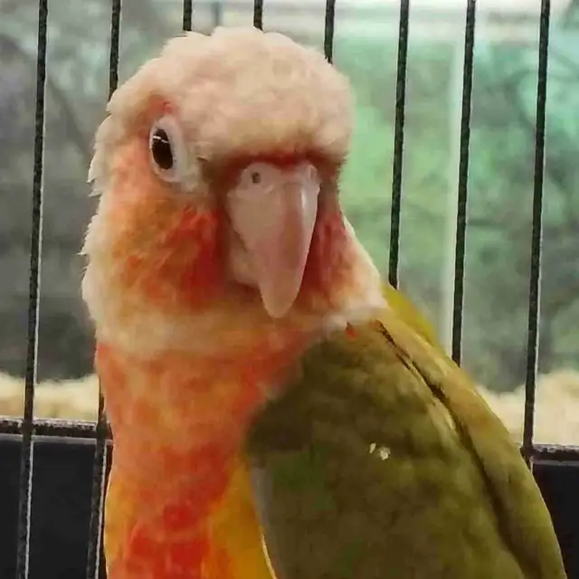 Red Factor pineapple conure