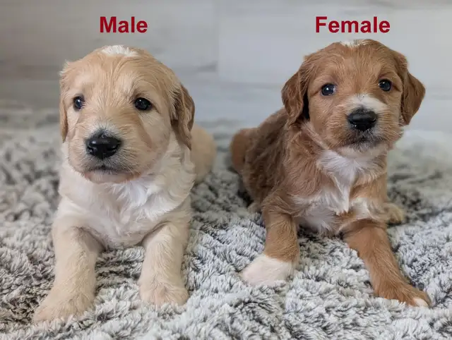 Beautiful goldendoodles for sale - à vendre