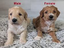 Beautiful goldendoodles for sale - à vendre