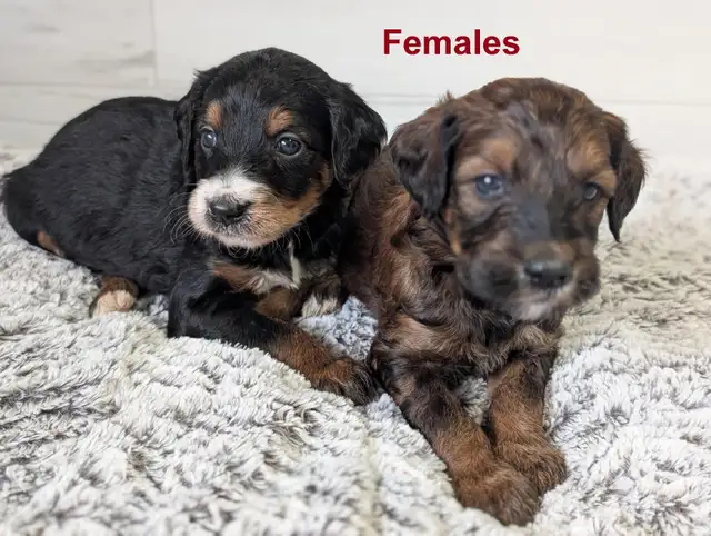 Beautiful goldendoodles for sale - à vendre - Photo 2