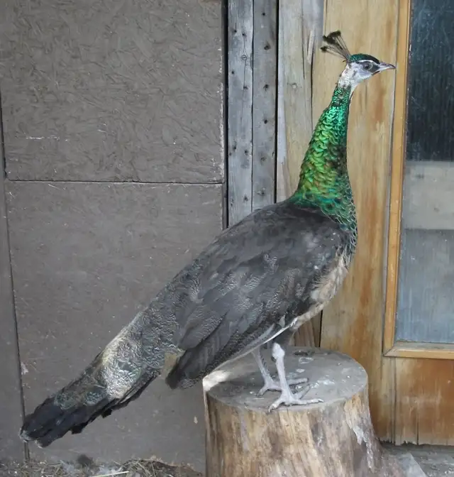Peahen Mature