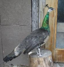 Peahen Mature