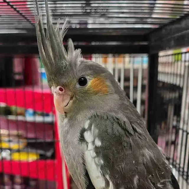 baby cockatiels