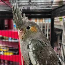 baby cockatiels