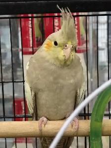baby cockatiels - Photo 2