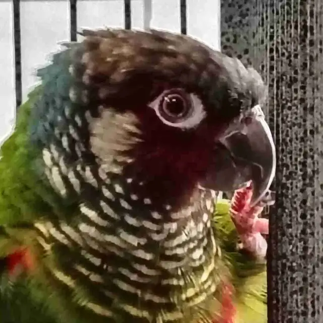 white cheek conure