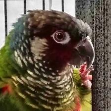 white cheek conure