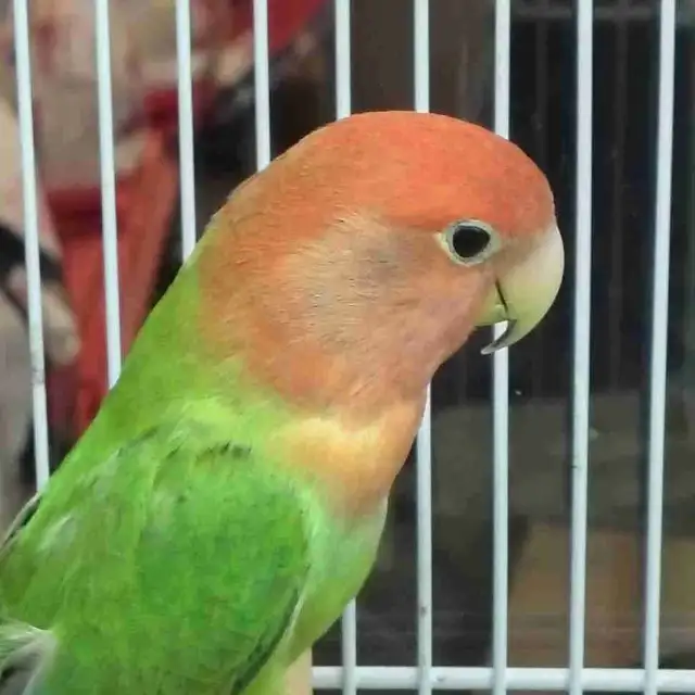 lovebird