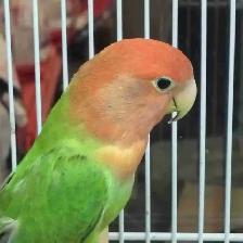 lovebird