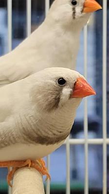 white black cheek zebra finches