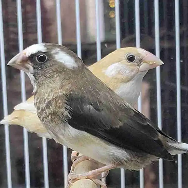 society finches