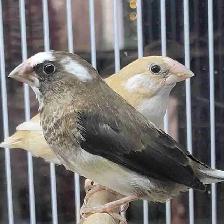 society finches