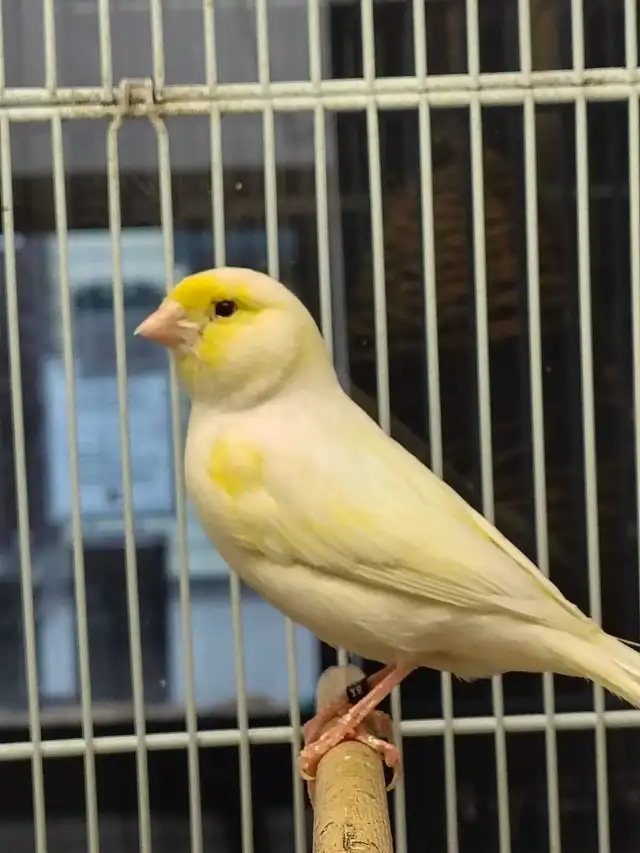 male canaries - Photo 3