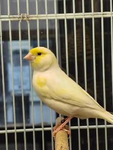 male canaries - Photo 3