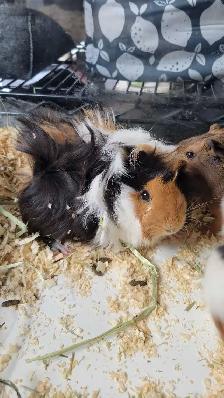 baby guinea pigs