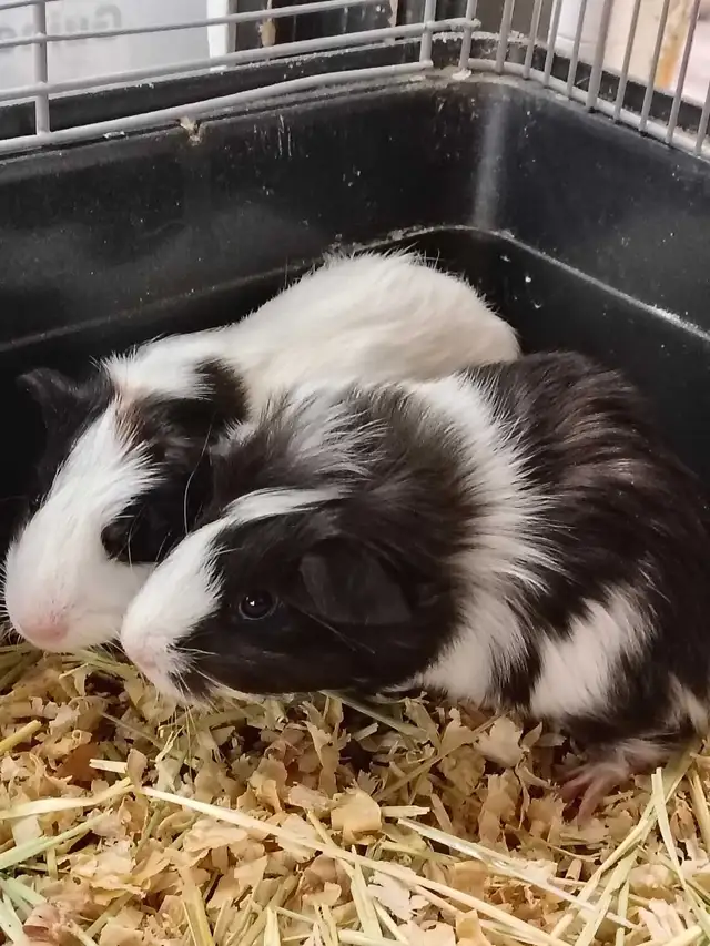 baby guinea pigs - Photo 2