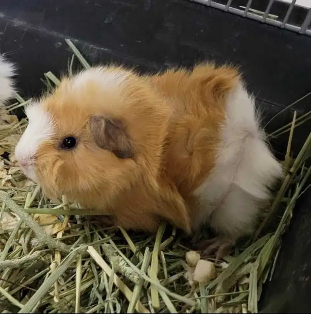 baby guinea pigs - Photo 3