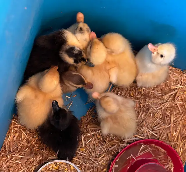 ANCONA DUCKLINGS