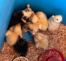 ANCONA DUCKLINGS