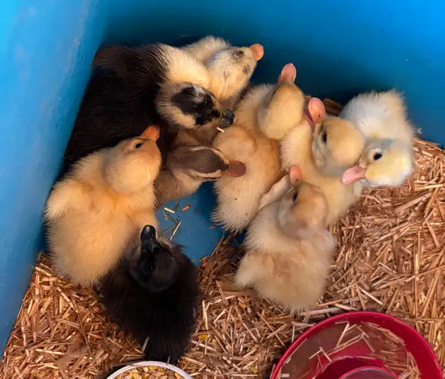 ANCONA DUCKLINGS - Photo 2