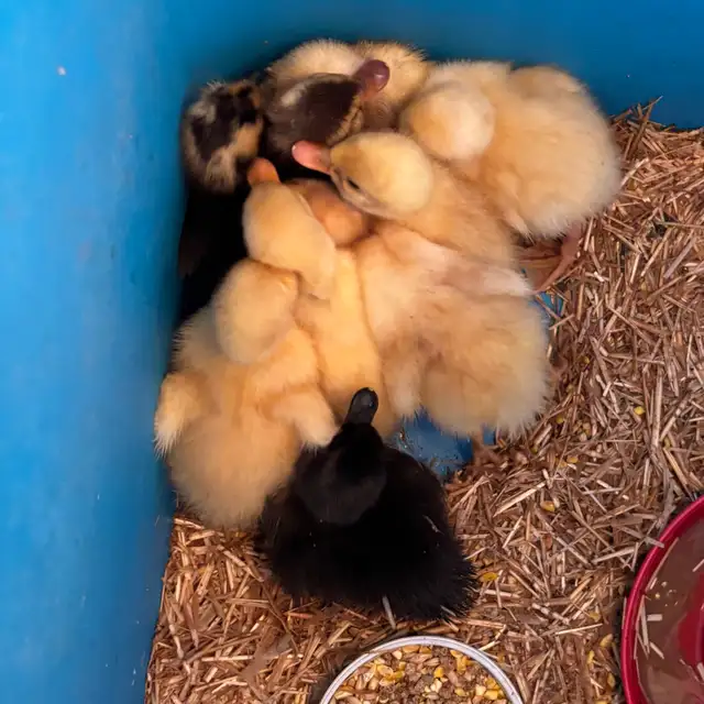 ANCONA DUCKLINGS - Photo 3
