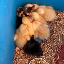 ANCONA DUCKLINGS - Photo 3