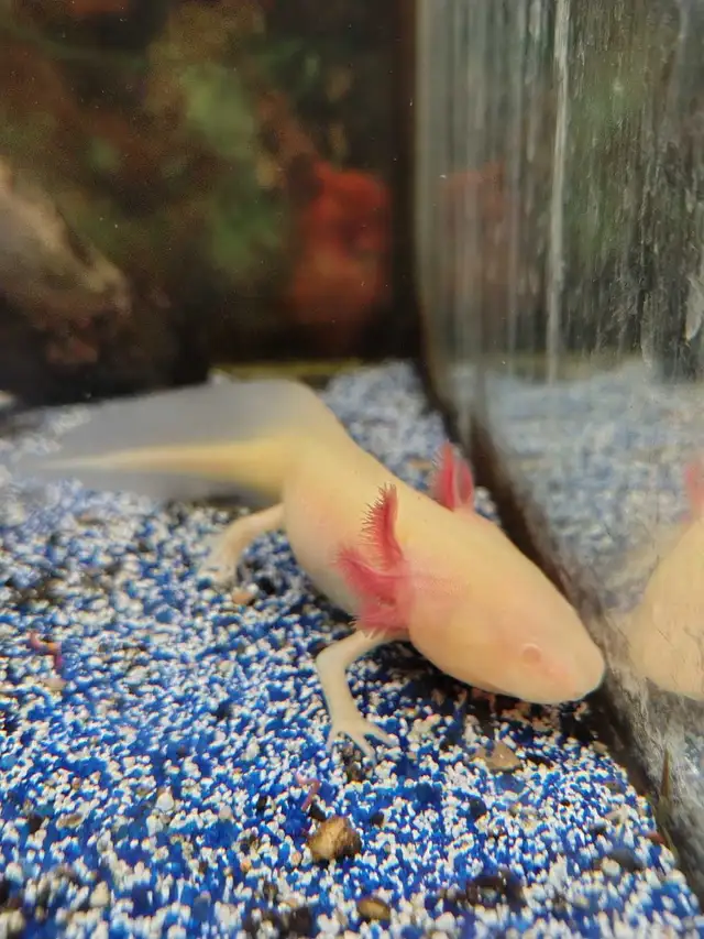 baby axolotls