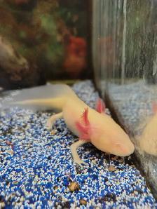 baby axolotls
