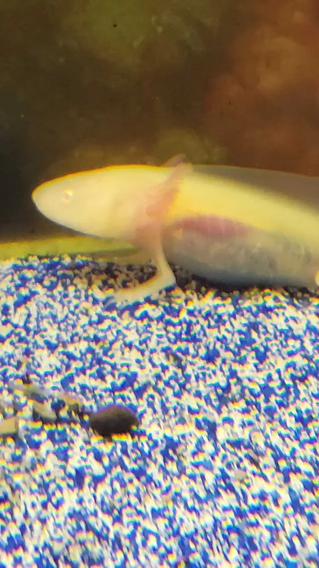 baby axolotls - Photo 2