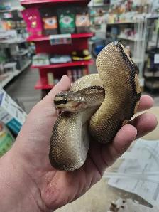 baby ball python