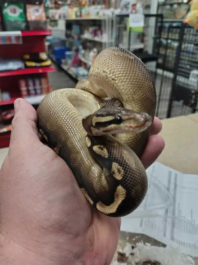 baby ball python - Photo 3