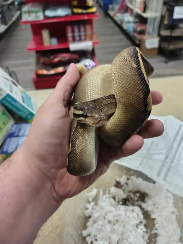 baby ball python - Photo 5