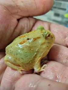 Pikachu Pac-Man frog