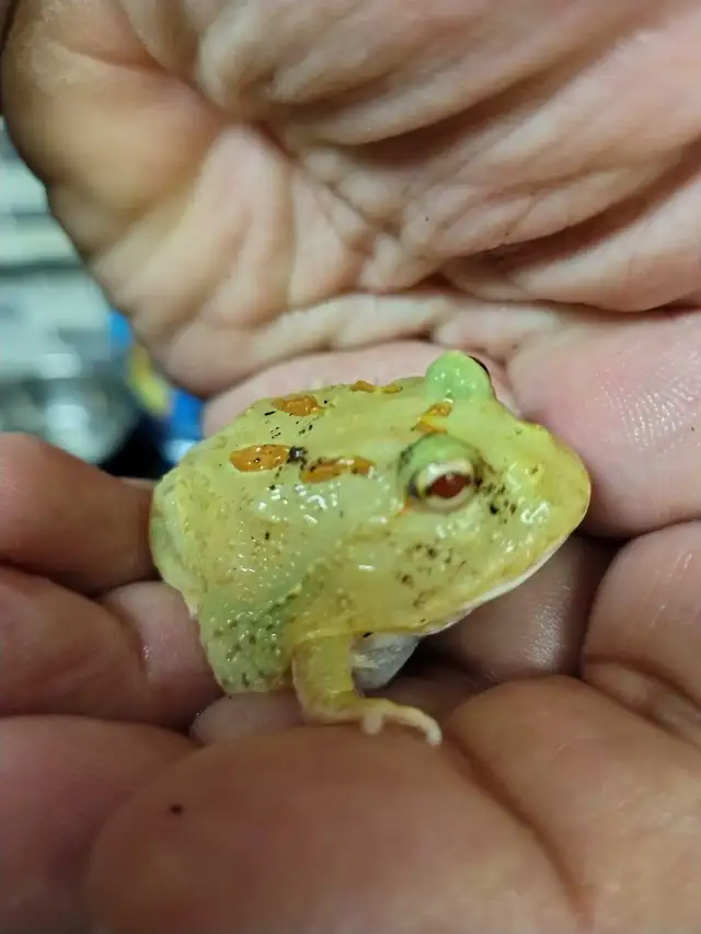 Pikachu Pac-Man frog - Photo 2