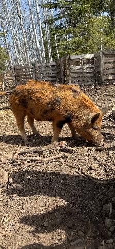 Very Tame Boar pig