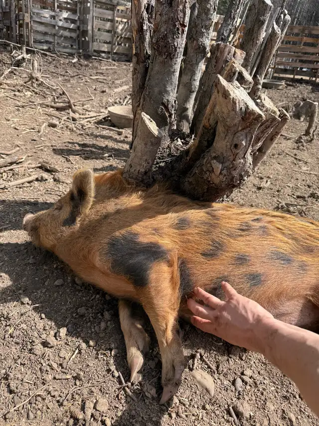 Very Tame Boar pig - Photo 2